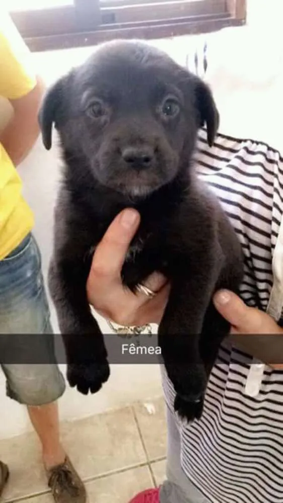 Cachorro ra a Srd idade 2 a 6 meses nome Sem nome