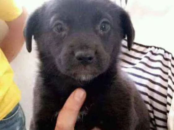 Cachorro ra a Srd idade 2 a 6 meses nome Sem nome