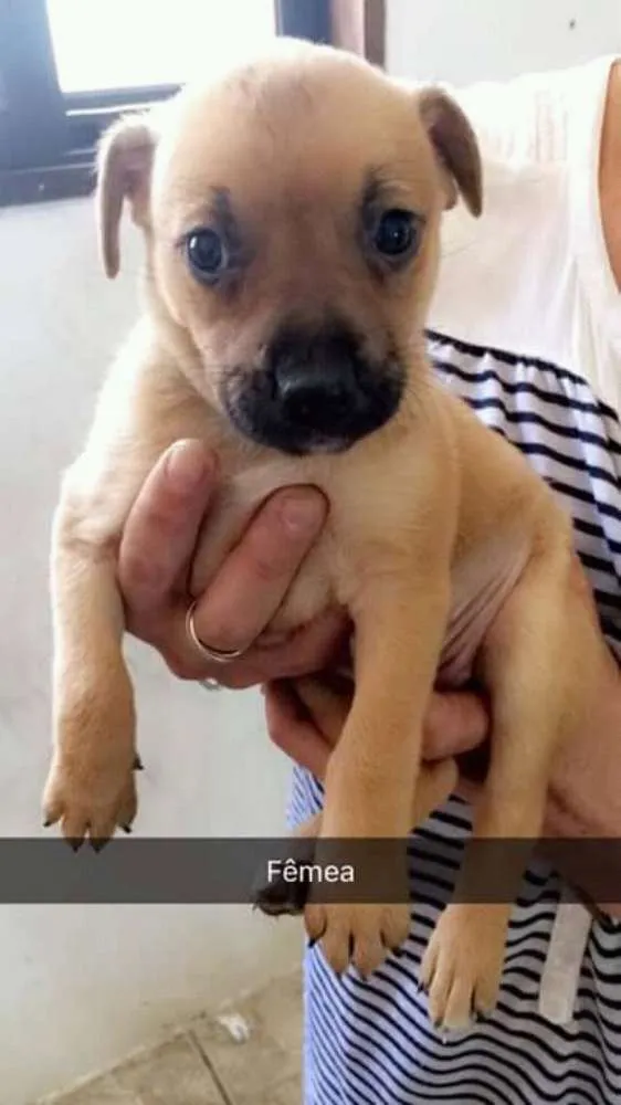 Cachorro ra a Srd idade 2 a 6 meses nome Sem nome