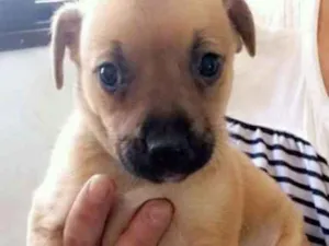 Cachorro raça Srd idade 2 a 6 meses nome Sem nome