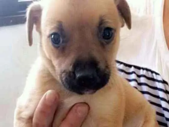 Cachorro ra a Srd idade 2 a 6 meses nome Sem nome