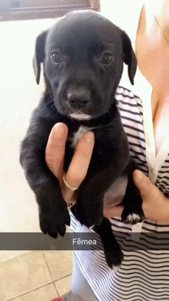 Cachorro ra a Srd idade 2 a 6 meses nome Sem nome