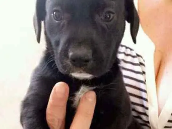 Cachorro ra a Srd idade 2 a 6 meses nome Sem nome