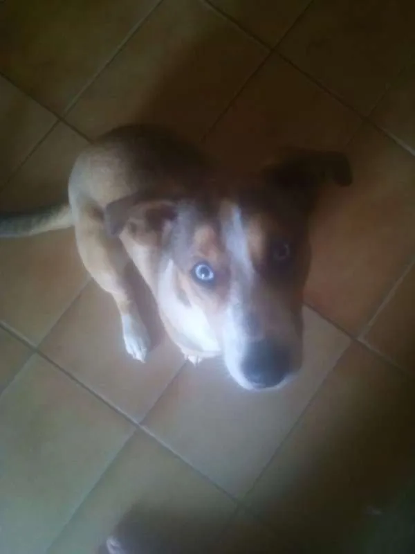 Cachorro ra a Husky + viralata idade 7 a 11 meses nome Fred