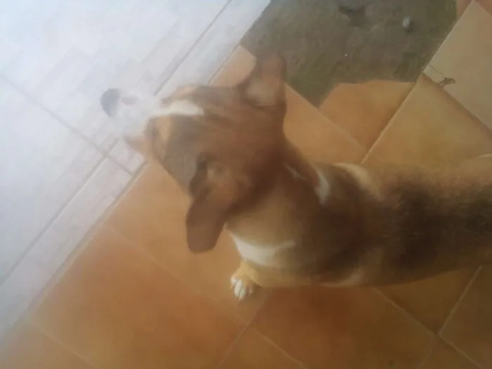 Cachorro ra a Husky + viralata idade 7 a 11 meses nome Fred