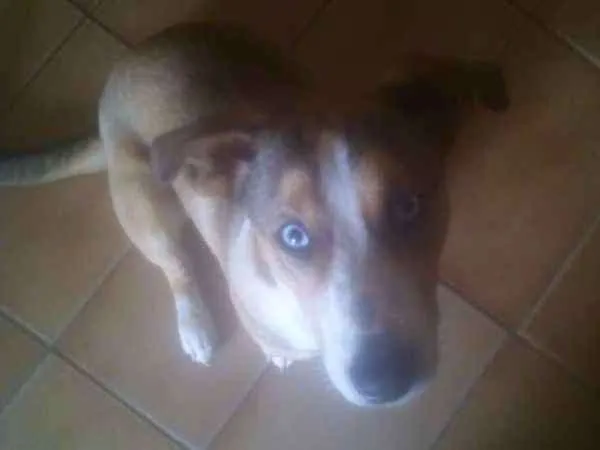 Cachorro ra a Husky + viralata idade 7 a 11 meses nome Fred