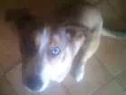 Cachorro raça Husky + viralata idade 7 a 11 meses nome Fred