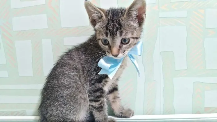 Gato raça Vira latas idade Abaixo de 2 meses nome Fred e Nina