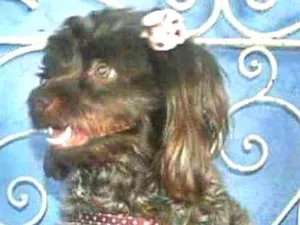 Cachorro raça Poodle idade 4 anos nome meg