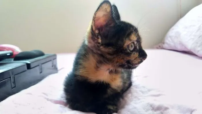 Gato raça Vira latas idade Abaixo de 2 meses nome Fred e Nina