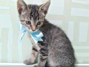 Gato raça Vira latas idade Abaixo de 2 meses nome Fred e Nina