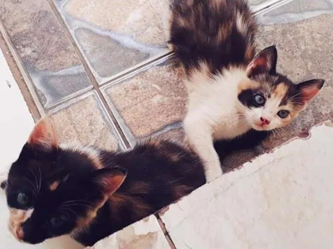 Gato ra a Vira lata idade Abaixo de 2 meses nome SEM NOME