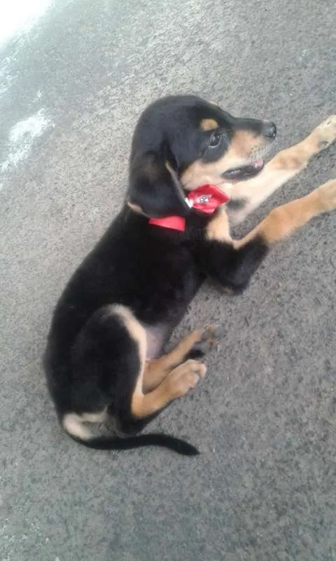 Cachorro ra a INDEFINIDA idade 2 a 6 meses nome SEM NOME