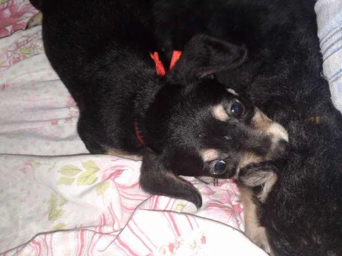 Cachorro ra a Vira-latas idade 2 a 6 meses nome Sem nome 