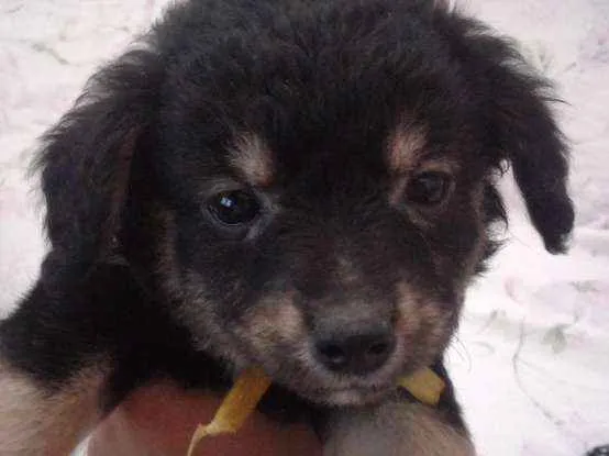 Cachorro ra a Vira-latas idade 2 a 6 meses nome Sem nome 