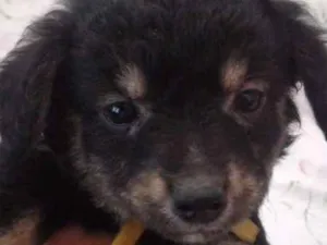 Cachorro raça Vira-latas idade 2 a 6 meses nome Sem nome 