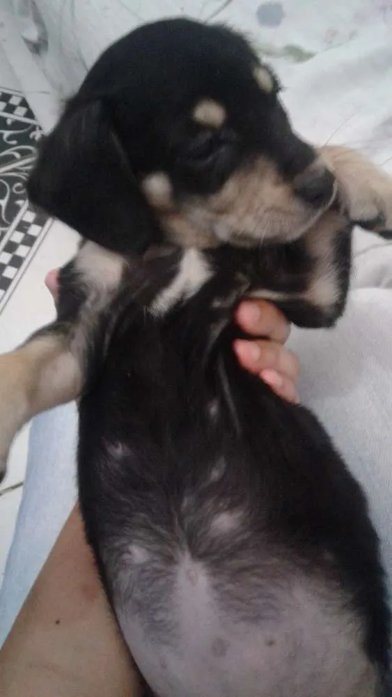Cachorro ra a Vira-latas idade 2 a 6 meses nome Sem nome 