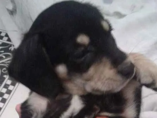 Cachorro ra a Vira-latas idade 2 a 6 meses nome Sem nome 