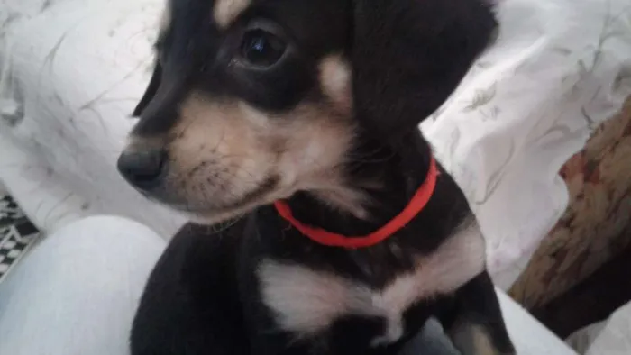 Cachorro ra a Vira-latas idade 2 a 6 meses nome Sem nome 