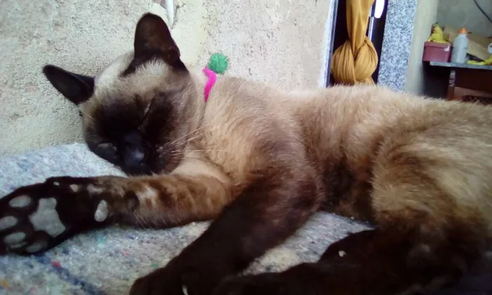 Gato ra a Siamês idade 1 ano nome Dininda