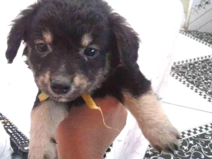 Cachorro ra a Vira-latas idade 2 a 6 meses nome Sem nome 