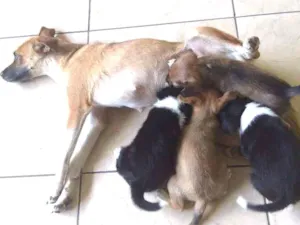 Cachorro raça Vira lata idade 1 ano nome Meg, Ritinha, bibi