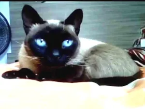 Gato raça Siamês idade 1 ano nome Dininda