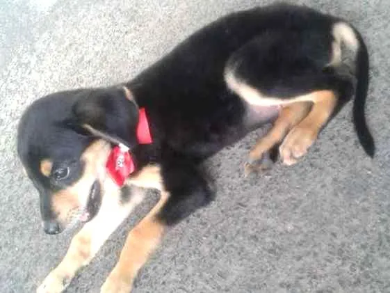 Cachorro ra a INDEFINIDA idade 2 a 6 meses nome SEM NOME
