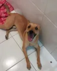 Simba