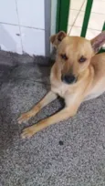 Simba