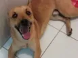 Simba