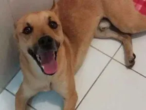 Cachorro raça Srd idade 1 ano nome Simba