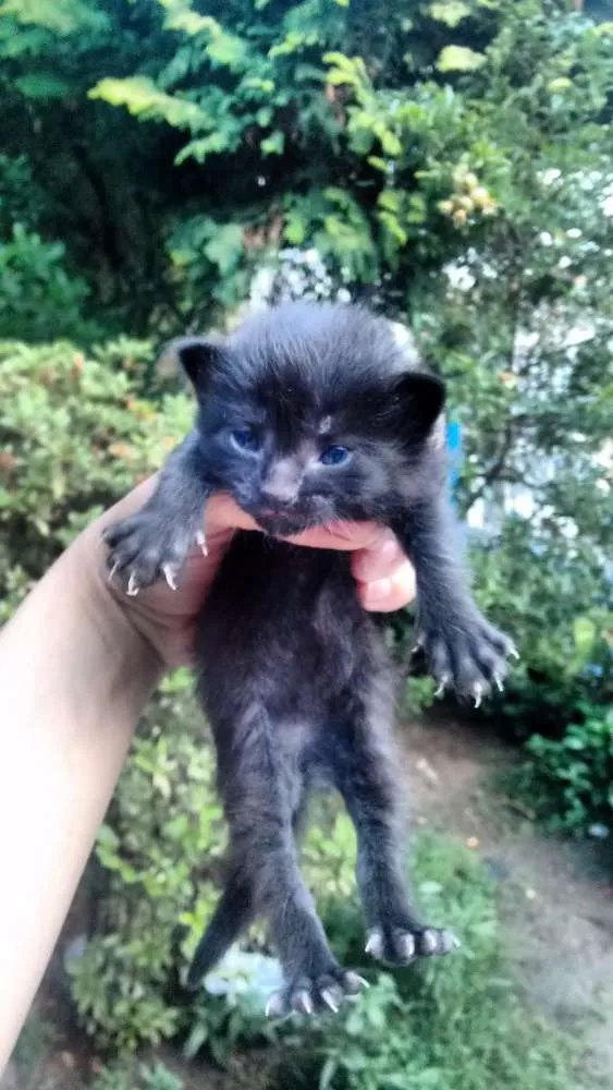 Gato ra a Não definido idade 3 anos nome Kiara