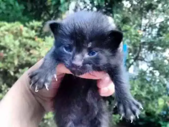 Gato ra a Não definido idade 3 anos nome Kiara