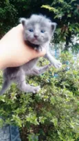 Kiara