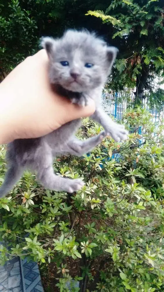 Gato ra a Não definido idade 3 anos nome Kiara