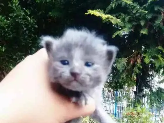 Gato ra a Não definido idade 3 anos nome Kiara
