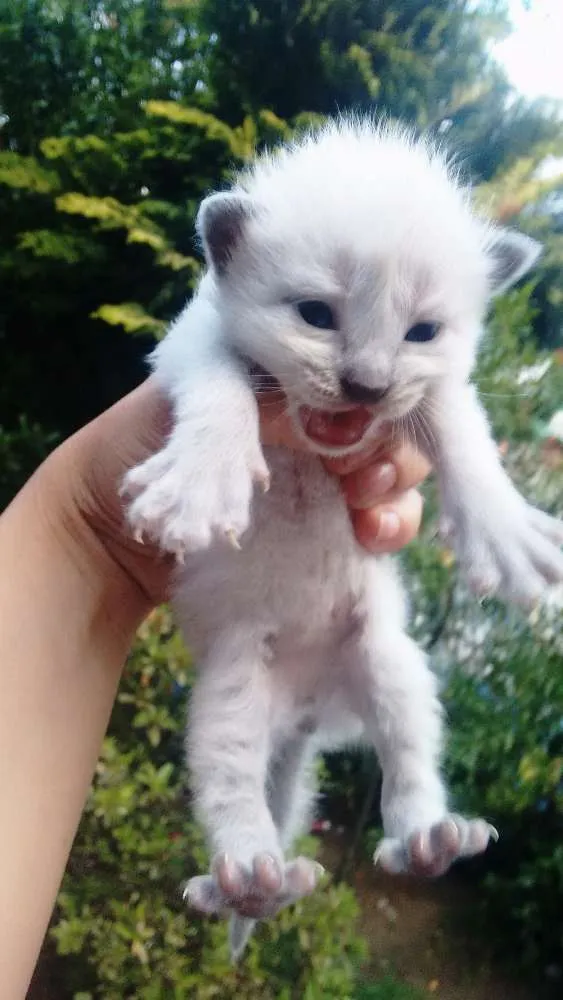 Gato ra a Não definido idade 3 anos nome Kiara
