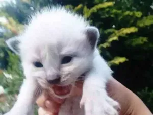 Gato raça Não definido idade 3 anos nome Kiara