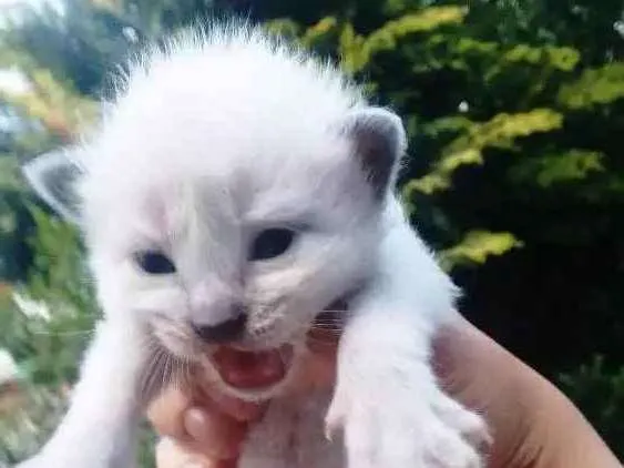 Gato ra a Não definido idade 3 anos nome Kiara