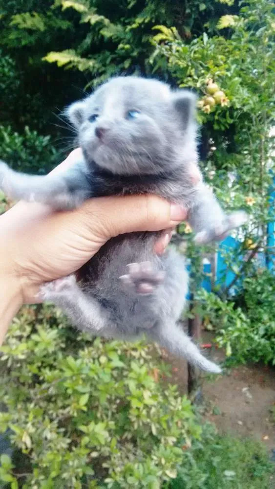 Gato ra a Não definido idade 3 anos nome Kiara