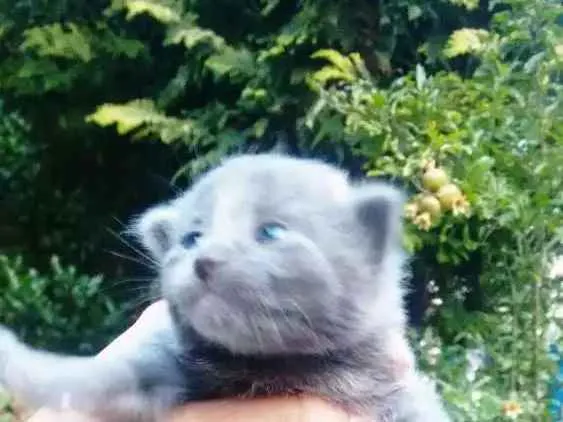 Gato ra a Não definido idade 3 anos nome Kiara