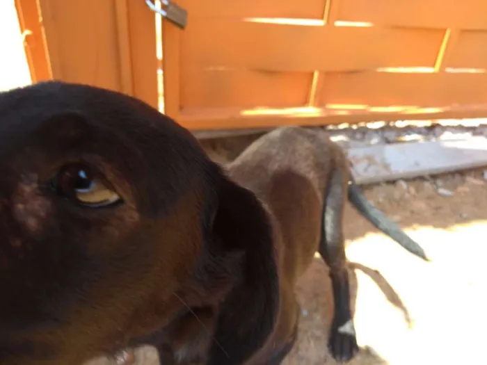 Cachorro ra a SRD idade Abaixo de 2 meses nome Sem Nome