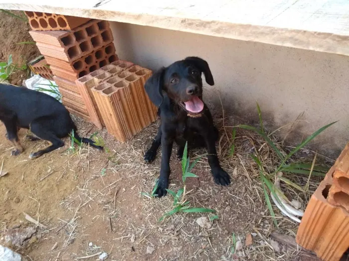 Cachorro ra a SRD idade Abaixo de 2 meses nome Sem Nome