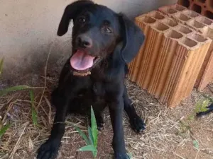 Cachorro raça SRD idade Abaixo de 2 meses nome Sem Nome