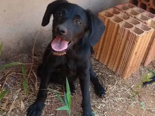 Cachorro ra a SRD idade Abaixo de 2 meses nome Sem Nome