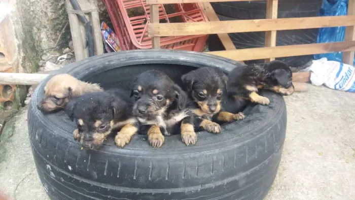 Cachorro ra a Vira lata idade Abaixo de 2 meses nome Neguinha