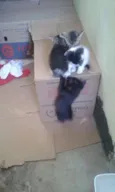 nao tem