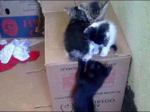Gato ra a Siamês idade 2 a 6 meses nome nao tem