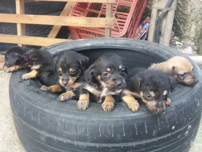 Cachorro ra a Vira lata idade Abaixo de 2 meses nome Neguinha